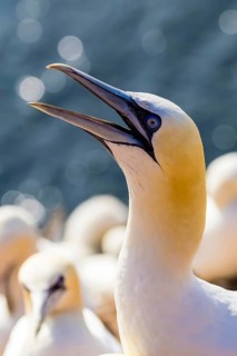 Gannet, (Morus bassanus), Helgoland Island, Schleswig-Holstein, portrait