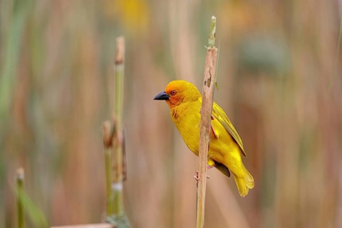 Eastern golden weaver (Ploceus subaureus), iSimangaliso Wetland Park, St. Lucia, KwaZulu-Natal,