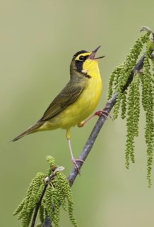 Kentucky Warbler (Geothlypis formosa) singing, Texas, USA
