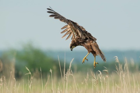 Western Marsh Harrier (Circus aeruginosus) female flying, Schleswig-Holstein, Germany