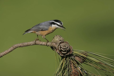 Red-breasted Nuthatch (Sitta canadensis) singing, Ohio, USA