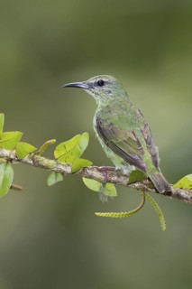 Red-legged Honeycreeper (Cyanerpes cyaneus) female, Costa Rica