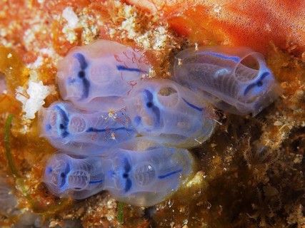 Slightly transparent, blue Steenbras sea squirt (Clavelina steenbrasensis) in a colony on an orange