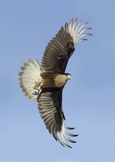 Northern Crested Caracara (Caracara cheriway) flying, Texas, USA