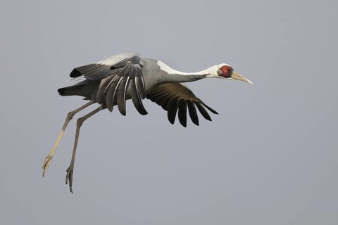 White-naped Crane (Antigone vipio) flying, Arasaki, Japan