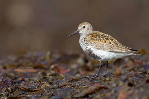 Dunlin (Calidris alpina), Iceland