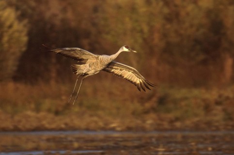 Sandhill Crane (Antigone canadensis), New Mexico, USA