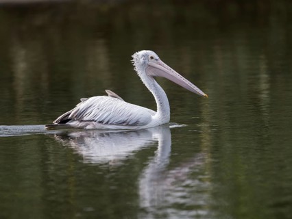 Spot-billed Pelican (Pelecanus philippensis), Sri Lanka