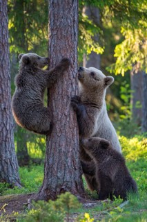 Eurasian Brown Bear (Ursus arctos) mother with cubs in forest, Finland