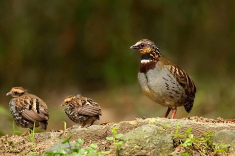 White-necklaced Partridge (Arborophila gingica) perched on the ground with chicks, Fujian, China