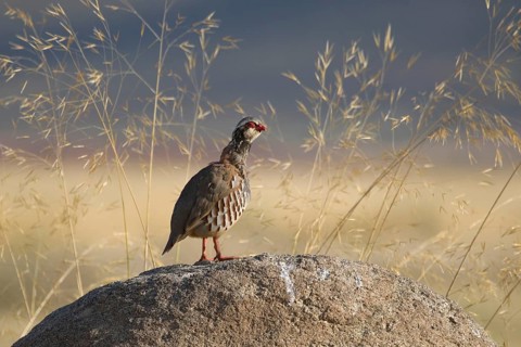 Red-legged Partridge (Alectoris rufa), Castile-La Mancha, Spain