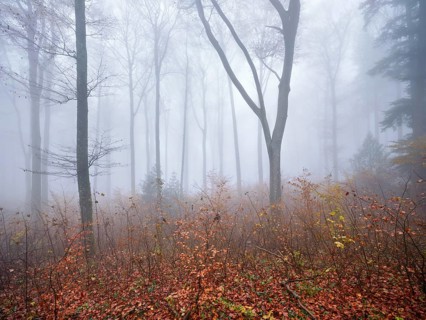 Beech forest (Fagus sylvatica), in autumn in the fog, Canton Aargau, Switzerland