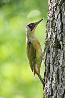 Green woodpecker (Picus viridis), male on a tree trunk, Canton Zug, Switzerland