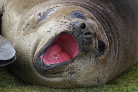 Dormant sea lion, Fortuna Bay, animals, mammals, South Georgia, Antarctica