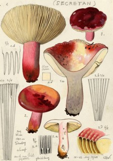 Mushroom, fungi, Russula olivacea, red-stemmed leather russula or alternate-coloured leather