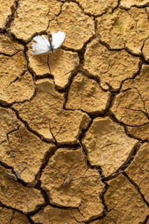A delicate cabbage butterfly rests on cracked, dry earth. This striking image symbolizes the impact