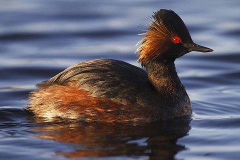 Black-necked Grebe (Podiceps nigricollis), Madrid, Spain