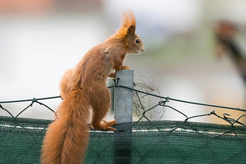 An alert squirrel (Sciurus vulgaris) sits on a fence with an urban background, Hesse, Germany