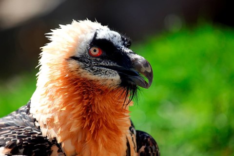 Bearded vulture (Gypaetus barbatus) portrait, Alpenzoo Innsbruck, Tyrol, Austria, Tyrol, Austria