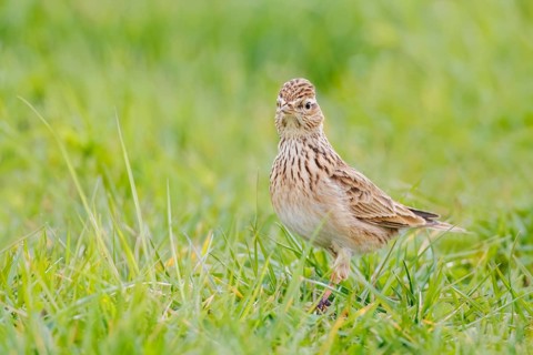 Feldlerche, Alauda arvensis Eurasian Skylark, Alauda arvensis