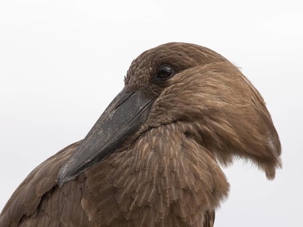 Hamerkop (Scopus umbretta), South Africa