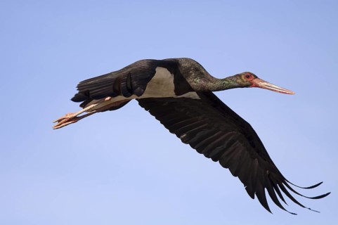 Black Stork (Ciconia nigra) flying, Castile-La Mancha, Spain