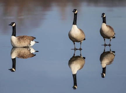 Canada Goose (Branta canadensis) on ice, Baden-Wuerttemberg, Germany