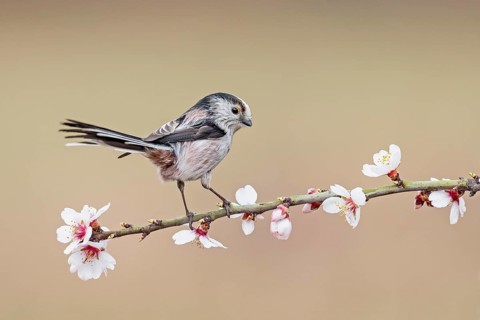 Long-tailed Tit (Aegithalos caudatus europaeus) perched in flowering almond tree, Aosta Valley,