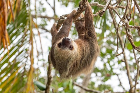 Male two toed sloth (Choloepus didactylus) hanging upside down and climbing on almond tree. Beach,