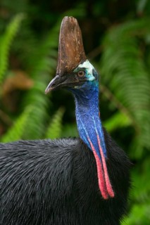 Southern Cassowary (Casuarius casuarius), Queensland, Australia