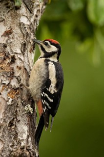 Great Spotted Woodpecker (Dendrocopos major) male, Smaland, Sweden