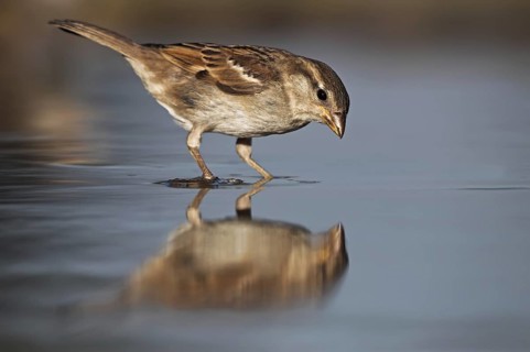 House Sparrow (Passer domesticus) female, Germany