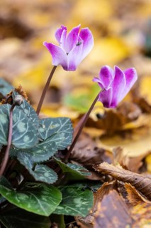 Cyclamen (Cyclamen neopolitanum) in fallen leaves, Emsland, Lower Saxony, Germany