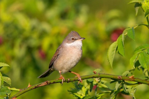 Whitethroat, (Sylvia communis), animals, birds, warbler family, songbird, perch, Bad Dürkheim
