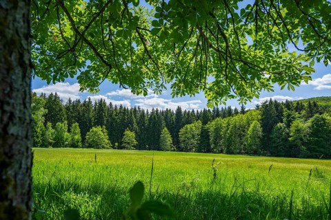 Old horse chestnut (Aesculus hippocastanum) trees standing next to the forest beside a meadow in