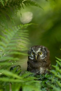Boreal Owl (Aegolius funereus) juvenile, captive, Germany