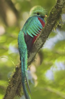 Resplendent Quetzal (Pharomachrus mocinno), Costa Rica