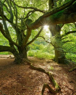 The snake beech in a former hut forest, the sun shines through the green leaves, Reinhardswald,