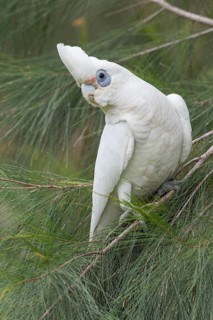 Little Corella (Cacatua sanguinea) perched on a branch in eastern Australia