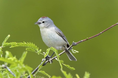 Lucy's Warbler Vermivora luciae Catalina State Park, Tucson, ARIZONA, United States 11 April Adult