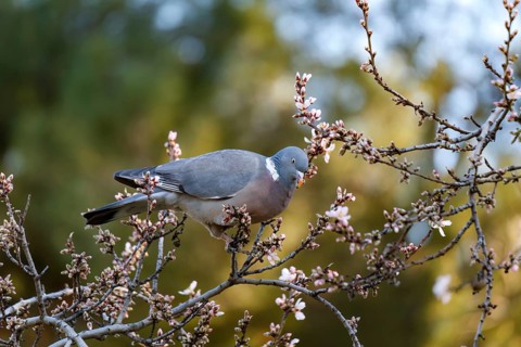 A pigeon gracefully perched on a almond blossoming branch, surrounded by soft pink flowers and lush