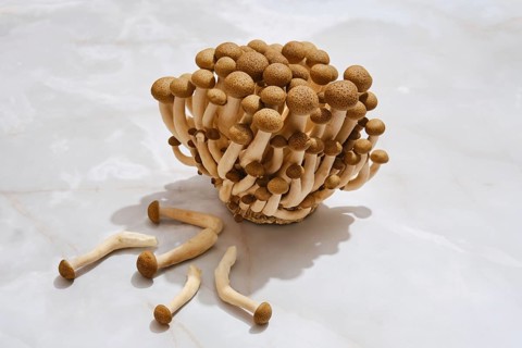 Shimizhi mushrooms on a light marble surface. Some mushrooms rest beside the main cluster. The