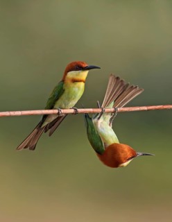 Chestnut-headed Bee-eater (Merops leschenaulti) pair, Malaysia