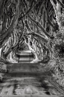 Famous avenue of beech trees, The Dark Hedges, tunnel avenue, mystical film set, film location for