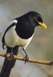 A tight crop of a Yellow-billed Magpie inSacramento County California