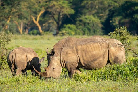 A pair of rhinos, an adult and a calf are feeding on grass in a serene setting, surrounded by