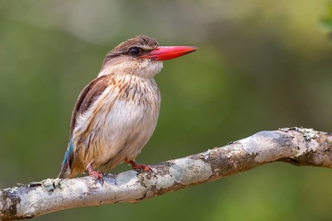 Brown-hooded kingfisher (Halcyon albiventris), perching site, Kingfisher family, iSimangaliso