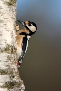 Great spotted woodpecker (Dendrocopos major), adult, female, foraging, NSG Dingdener Heide, North