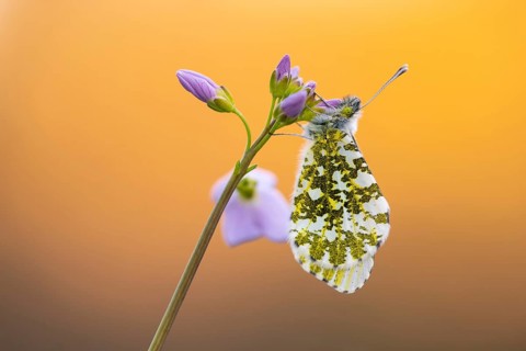 Aurora butterfly (Anthocharis cardamines) on meadowfoam, Vechta, Lower Saxony, Germany