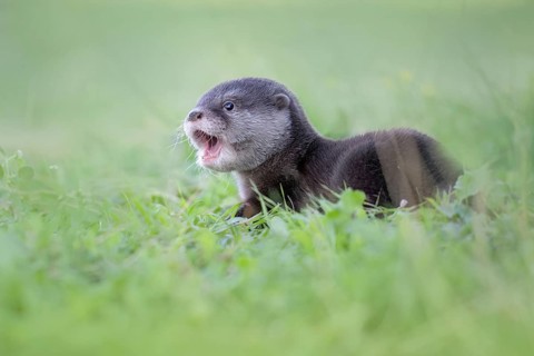 Eurasian Otter (Lutra lutra) cute little young in meadow, Castile-La Mancha, Spain